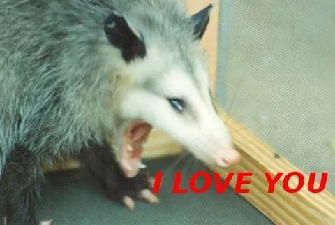 I Love You Opossum