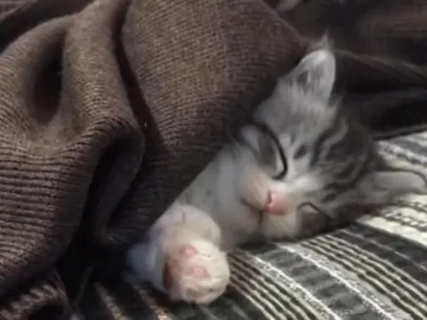 Cats Falling Asleep Compilation