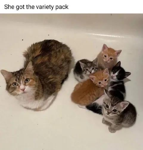 Cat Variety Pack