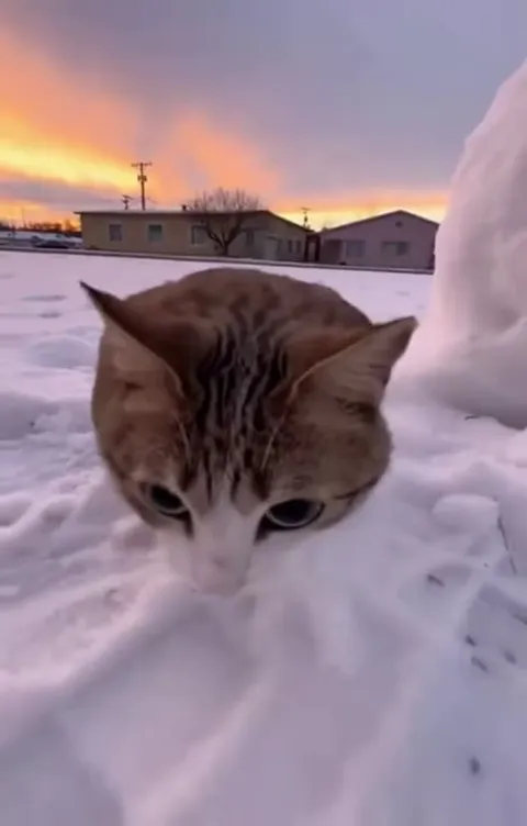 Кот в снегу и снежный человек
