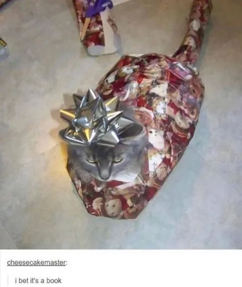 Cat Wrapped Like a Book