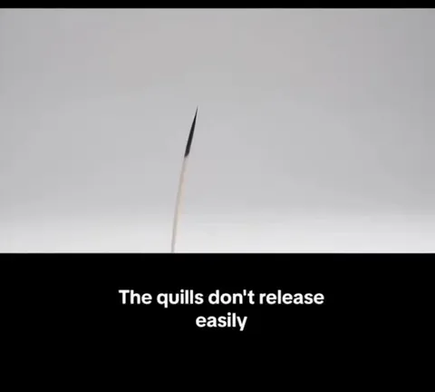 Porcupine Quills Are Barbed