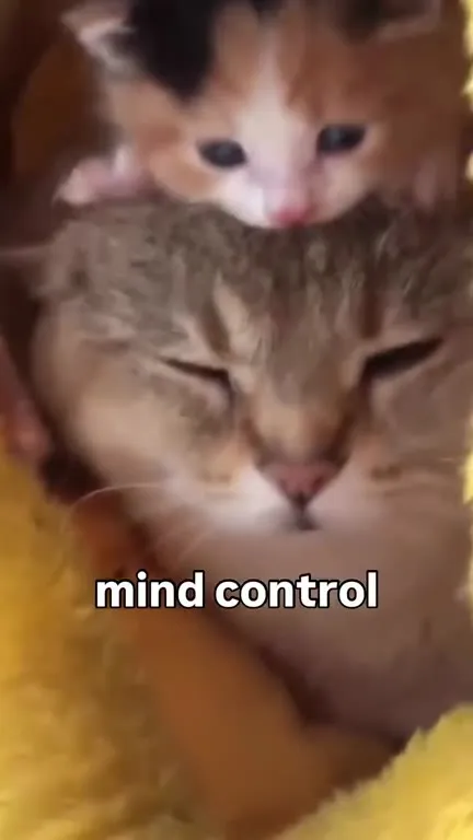 Kitten Mind Control