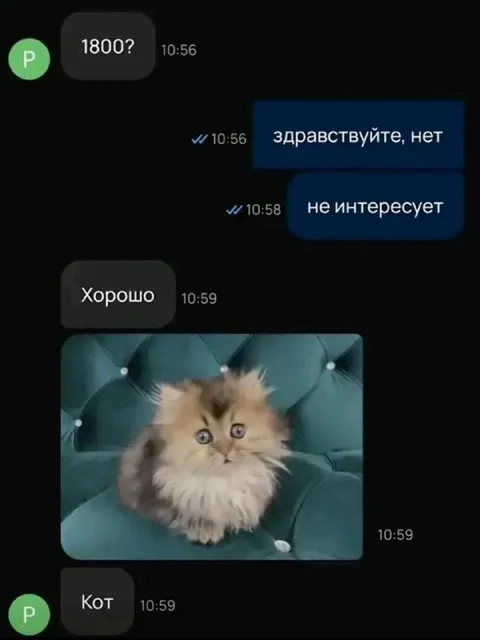 Кот после отказа