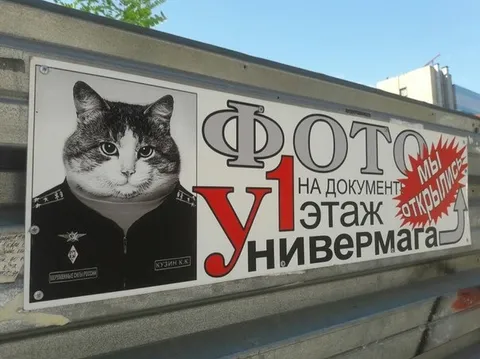 Кот-фотограф на документы