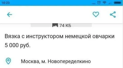 Вязка с инструктором овчарки