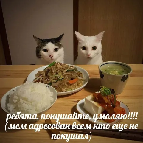 Коты зовут покушать