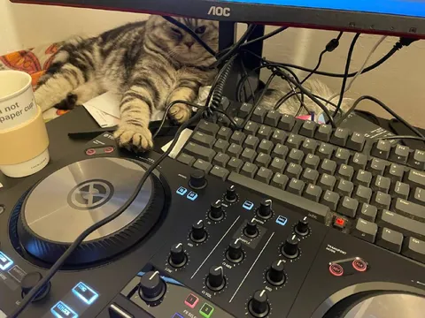 Cat DJ at the Computer