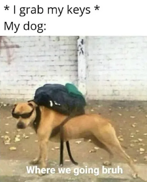 Dog Wants to Know Where We're Going