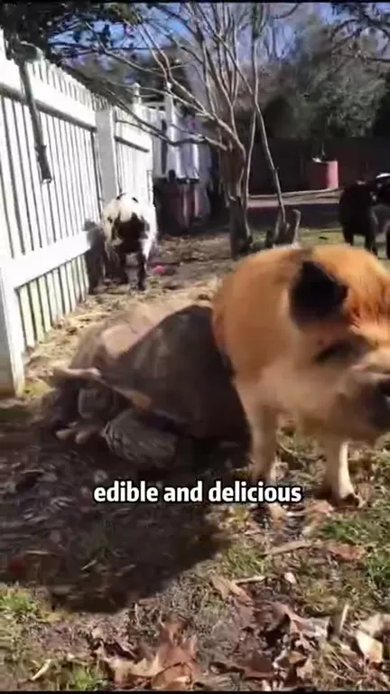 Can This Type of Pig Be Eaten?