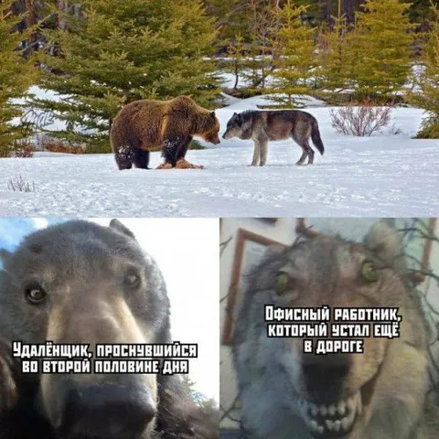 Удалёнщик против офисного работника