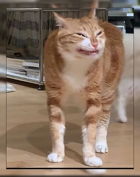 Кот с недовольной гримасой