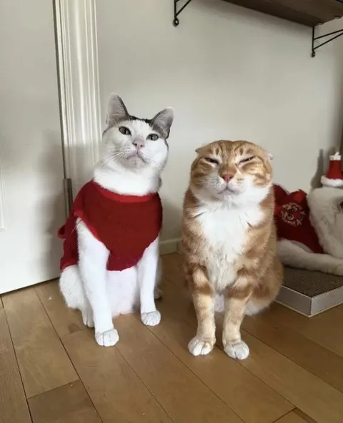 Два кота в рождественских костюмах