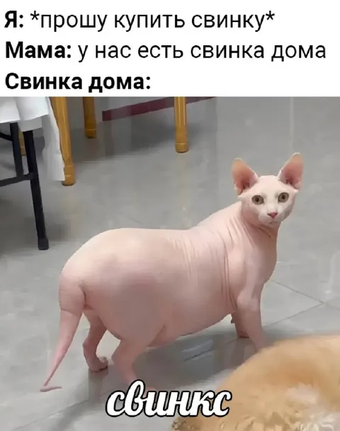 Свинка дома оказалась кошкой