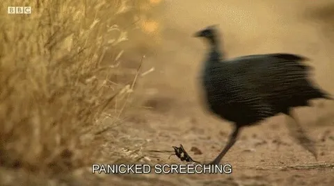 Panicked Screeching Bird