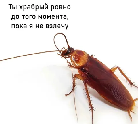 Храбрый до взлёта таракана