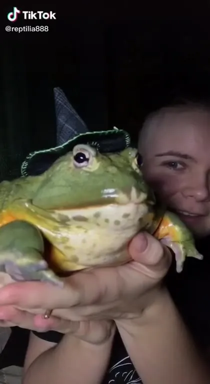 Лягушка в смешной шляпе