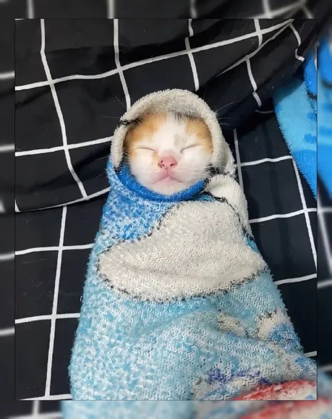 Котёнок уютно укутался