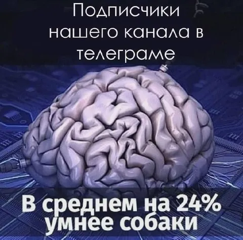 Подписчики умнее собаки