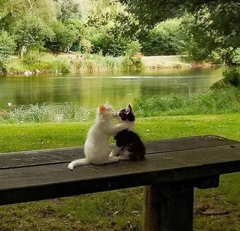 Котята у пруда