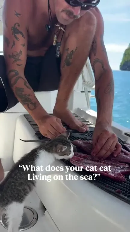 What Does Your Cat Eat at Sea?