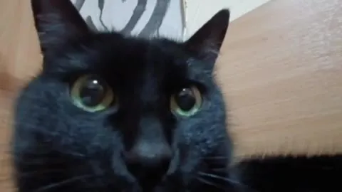 Кот пристально смотрит в камеру