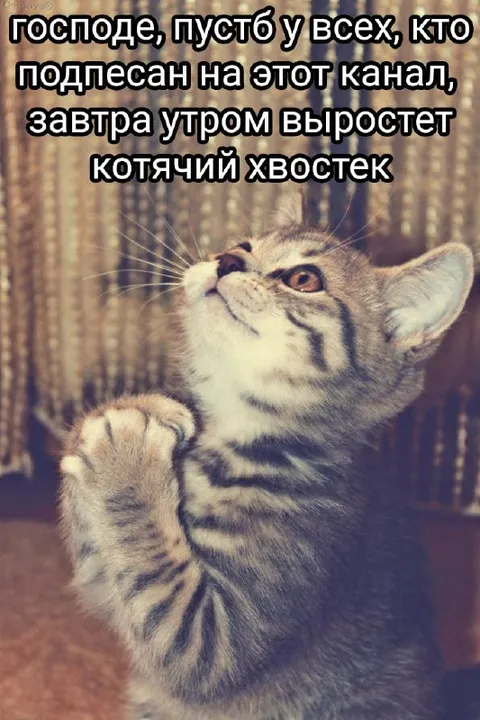 Котячий хвостек для подписчиков