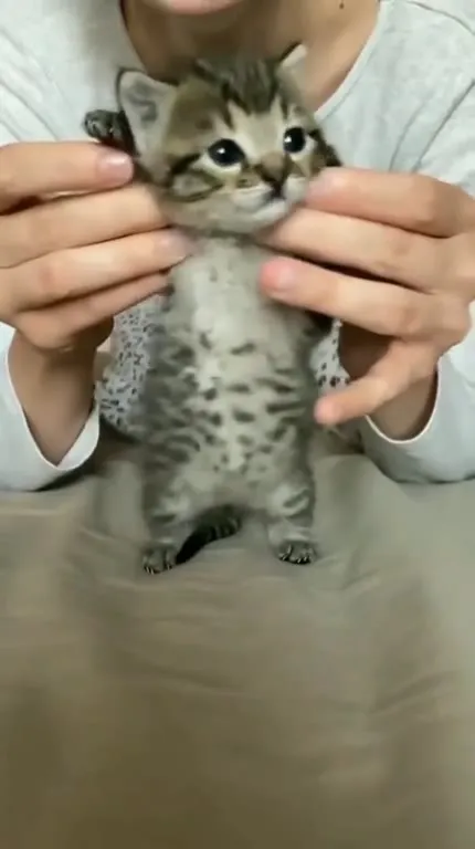 Котёнок смотрит в душу