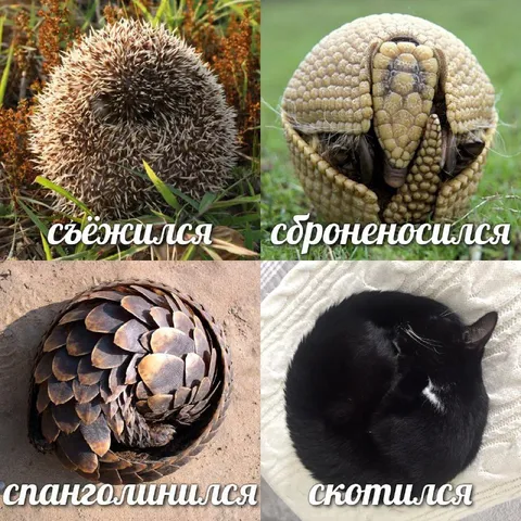 Свернулся, сбронировался и скотился