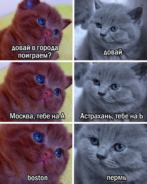 Котята играют в города