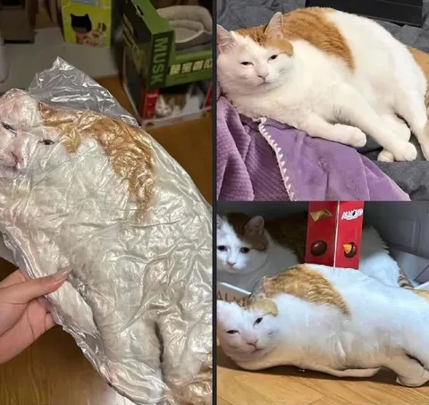 Кот в вакуумной упаковке