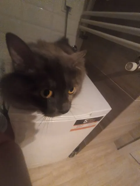 Кот на стиральной машине