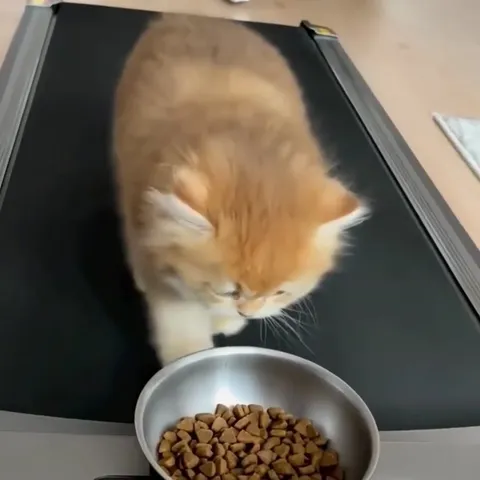 Котик пытается добраться до миски