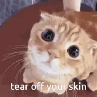 Wide-Eyed Cat Threatens You