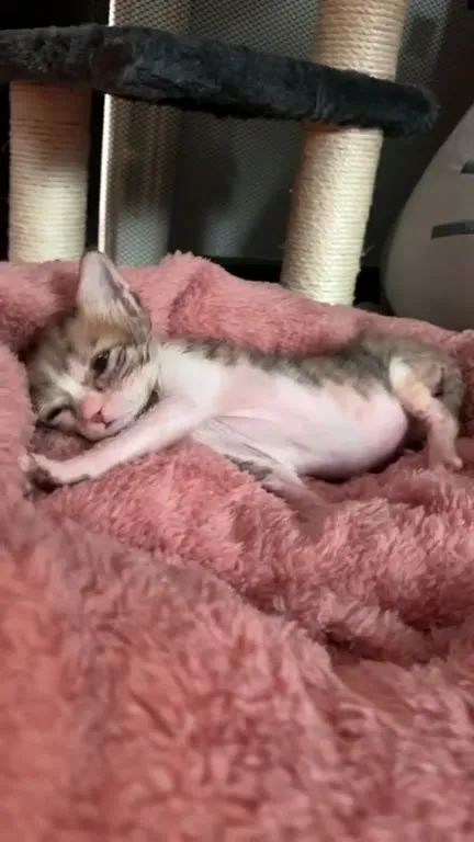 Sleepy Missile Kitten