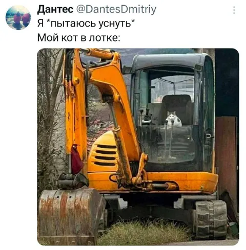 Кот в лотке экскаватора