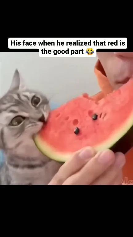 Cat Discovers the Watermelon Is Red
