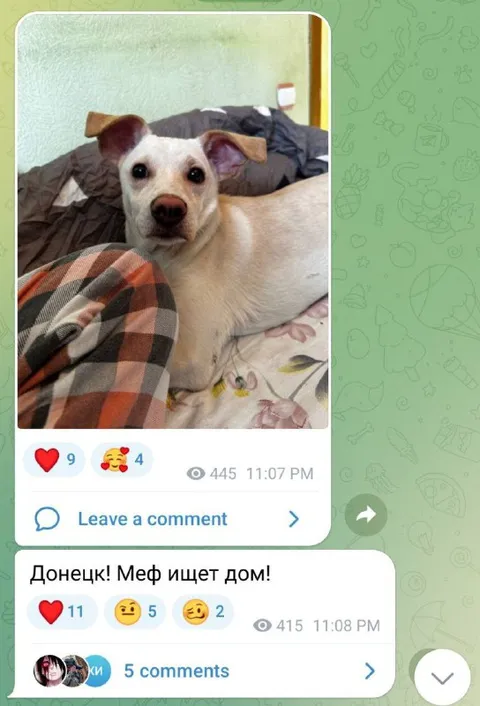 Меф ищет дом