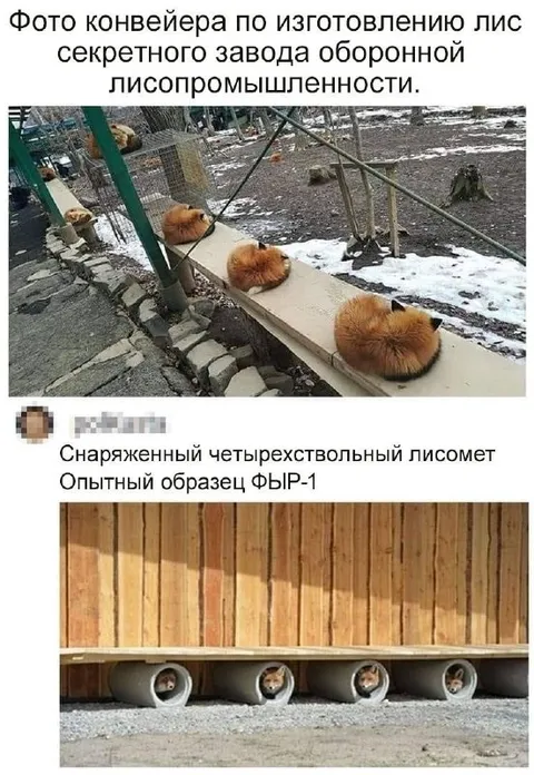 Секретный завод лисопромышленности