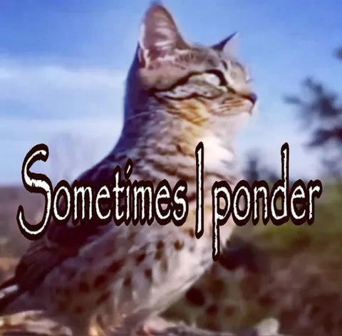 Sometimes I Ponder Cat