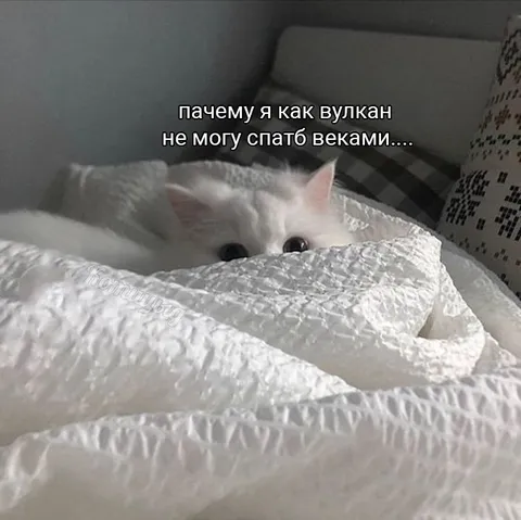 Кот не может спать веками