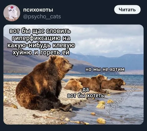 Медведи хотят гиперфиксацию