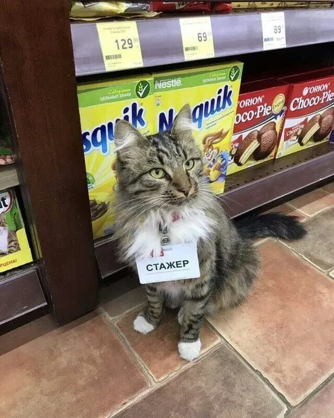 Кот-стажёр в супермаркете