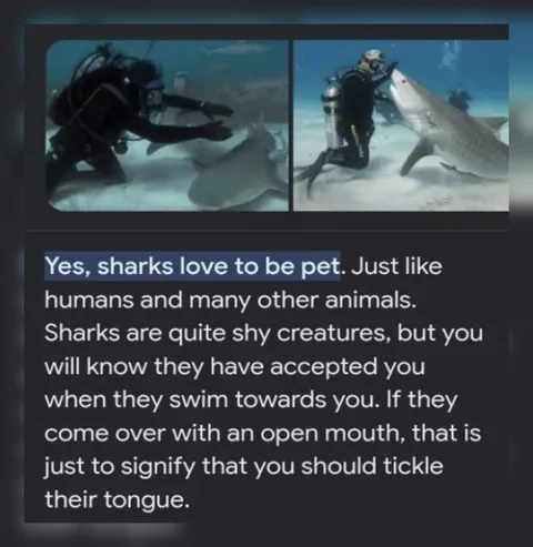 Sharks Love Being Petted