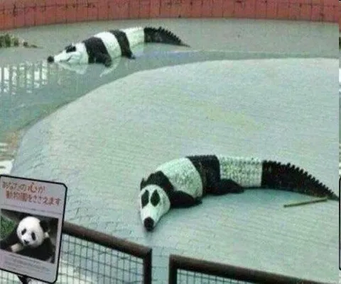 パンダのふりをするワニ