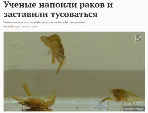 Учёные напоили раков и заставили тусоваться