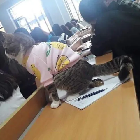 Кот пришёл на экзамен