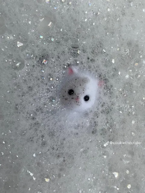 Котик в мыльной пене