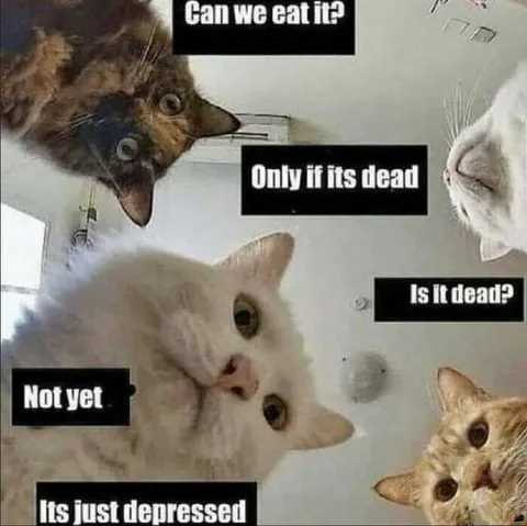 Cats Discuss a Depressed Prey