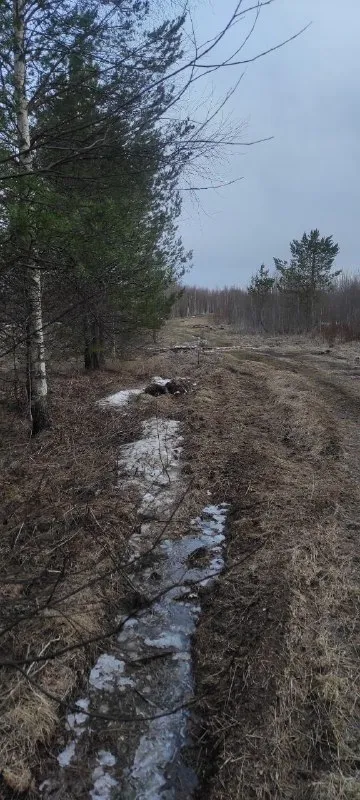 Жду заветное циканье